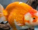 Gambar ikan koki ranchu yang cocok untuk artikel jual ikan koki Tulungagung