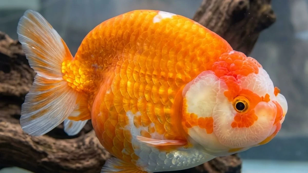 Gambar ikan koki ranchu yang cocok untuk artikel jual ikan koki Tulungagung