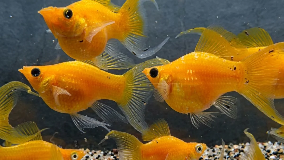 Gambar ikan molly balon cawang gold yang cocok untuk artikel penilaian ikan molly kontes