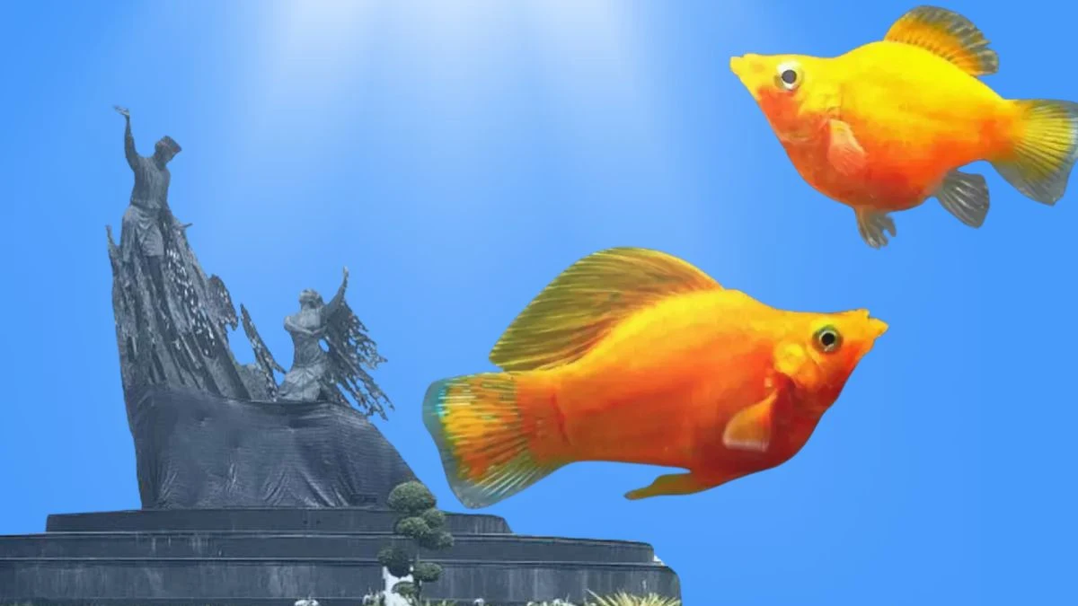 gambar-ikan-molly-balon-golden-dengan-background-Tugu-Zapin Gambar ikan molly balon golden background tugu Zapin