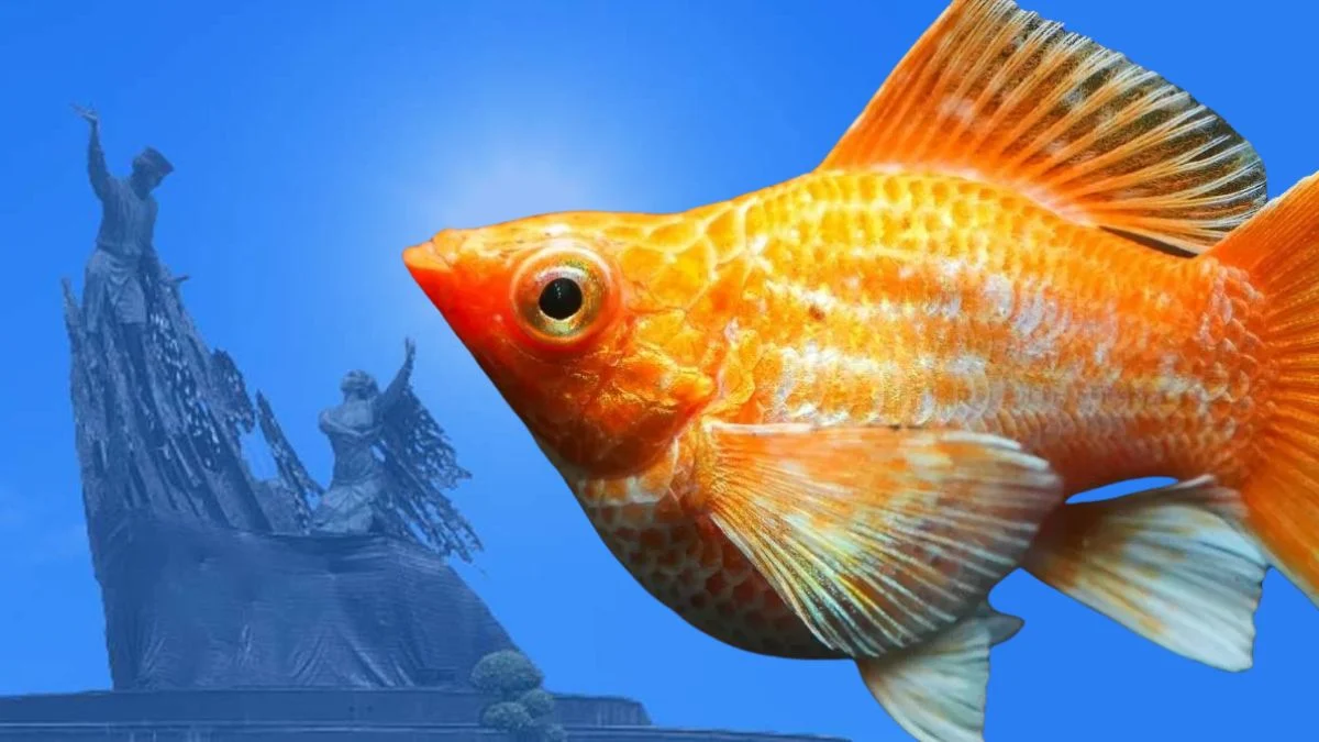 gambar-ikan-molly-balon-golden-dengan-background-tugu-zapin-pekanbaru Gambar ikan molly
