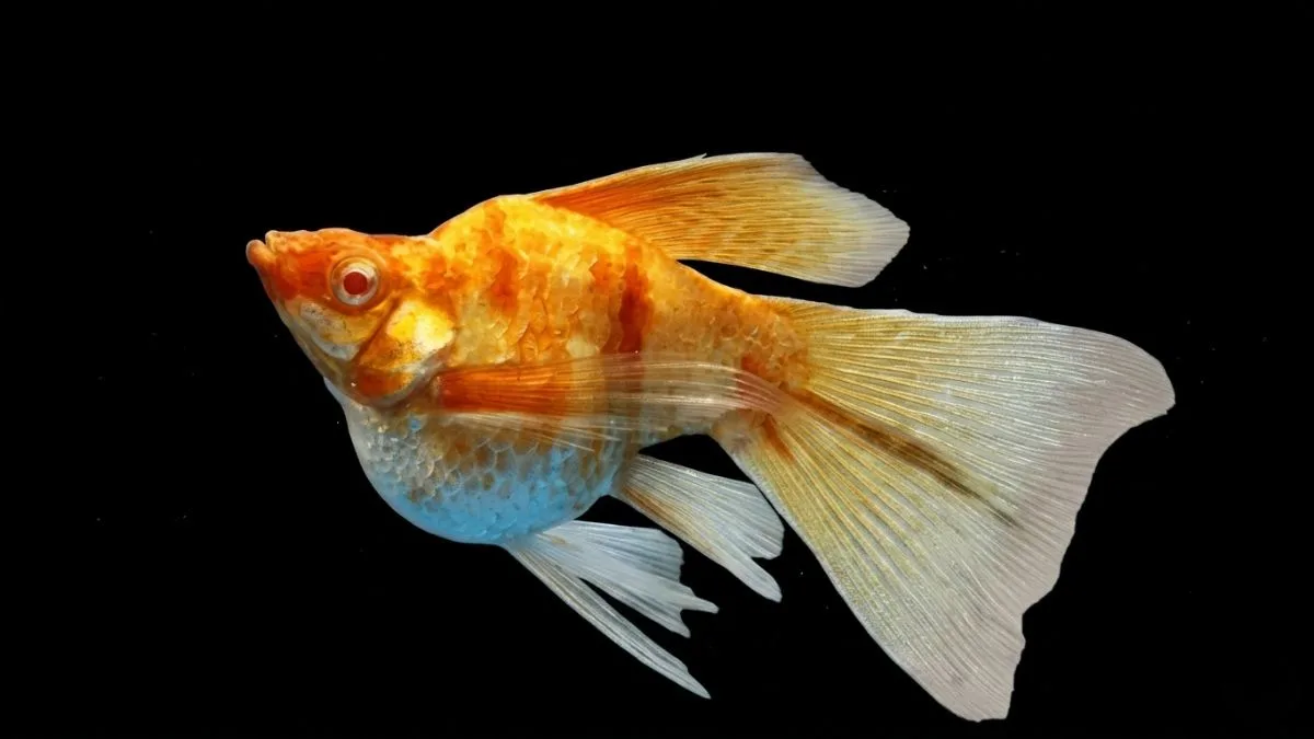 Gambar ikan molly golden zebra veiltail