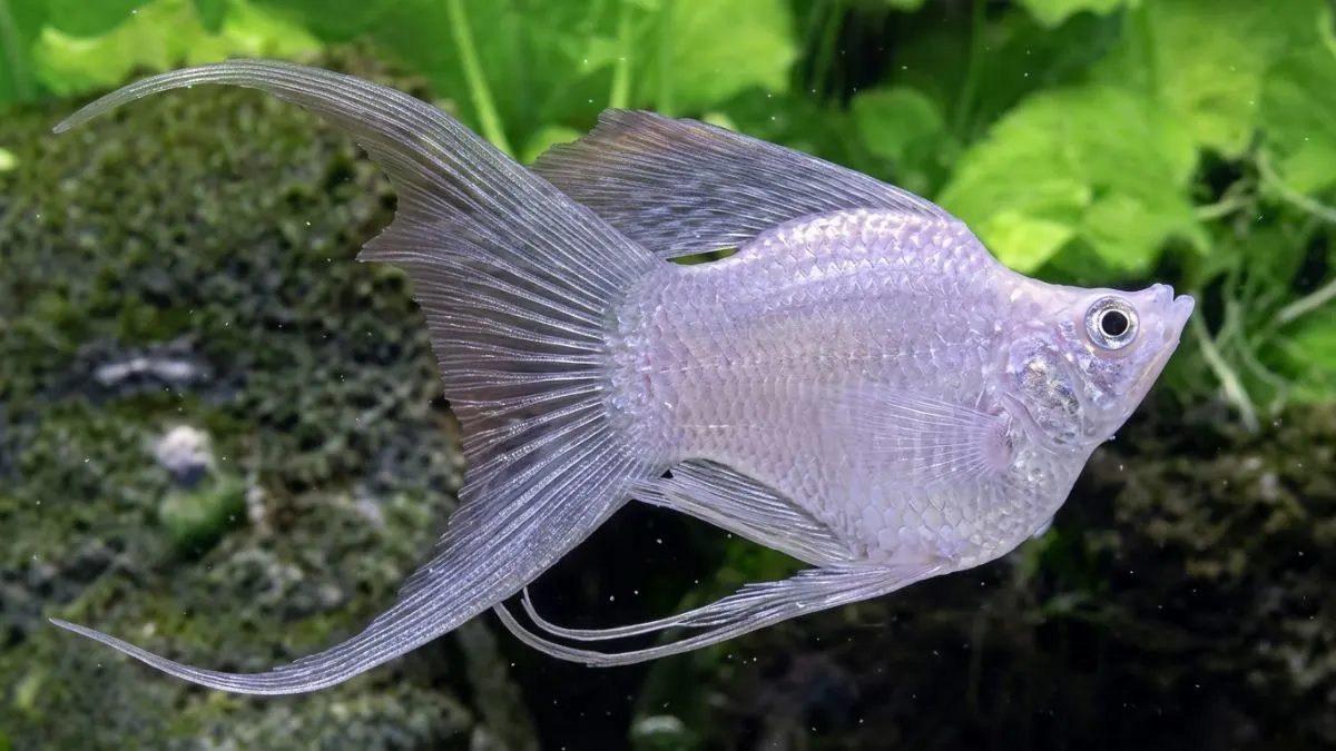 Gtambar ikan molly balon lyretail atau cawang yang cocok untuk artikel penilaian kontes ikan molly