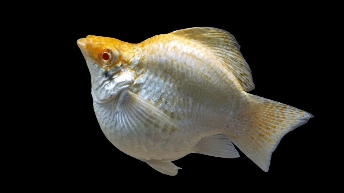 Gambar ikan molly thailand betina