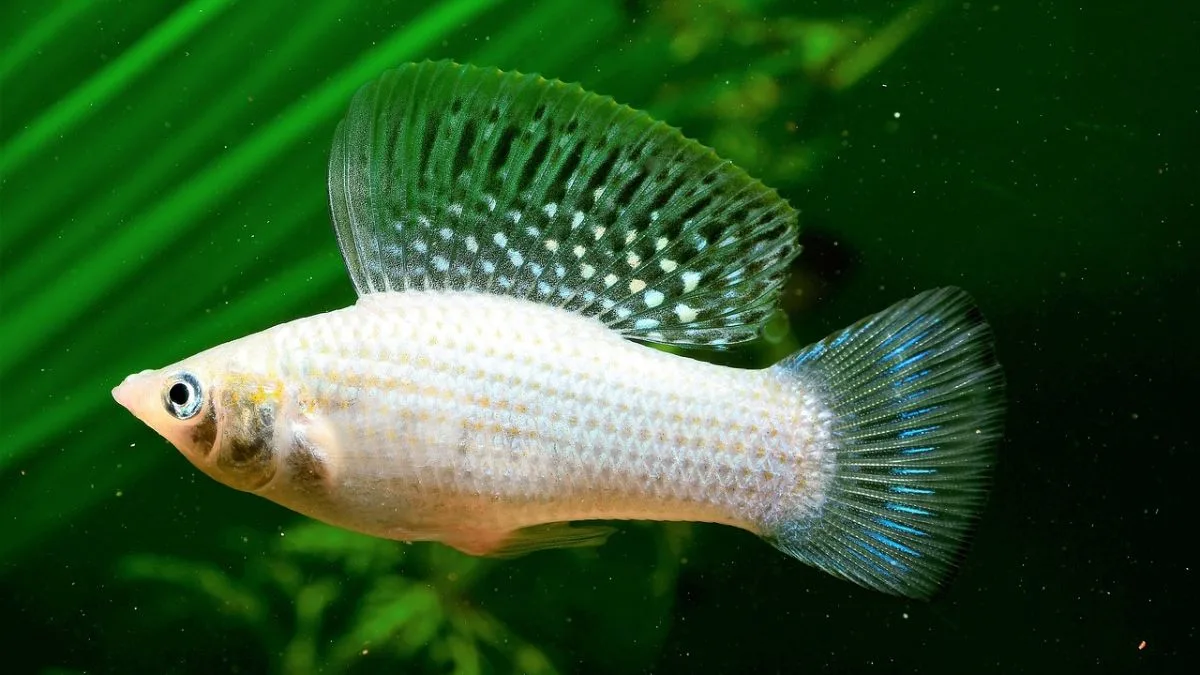 Gambar yucatan molly normal body