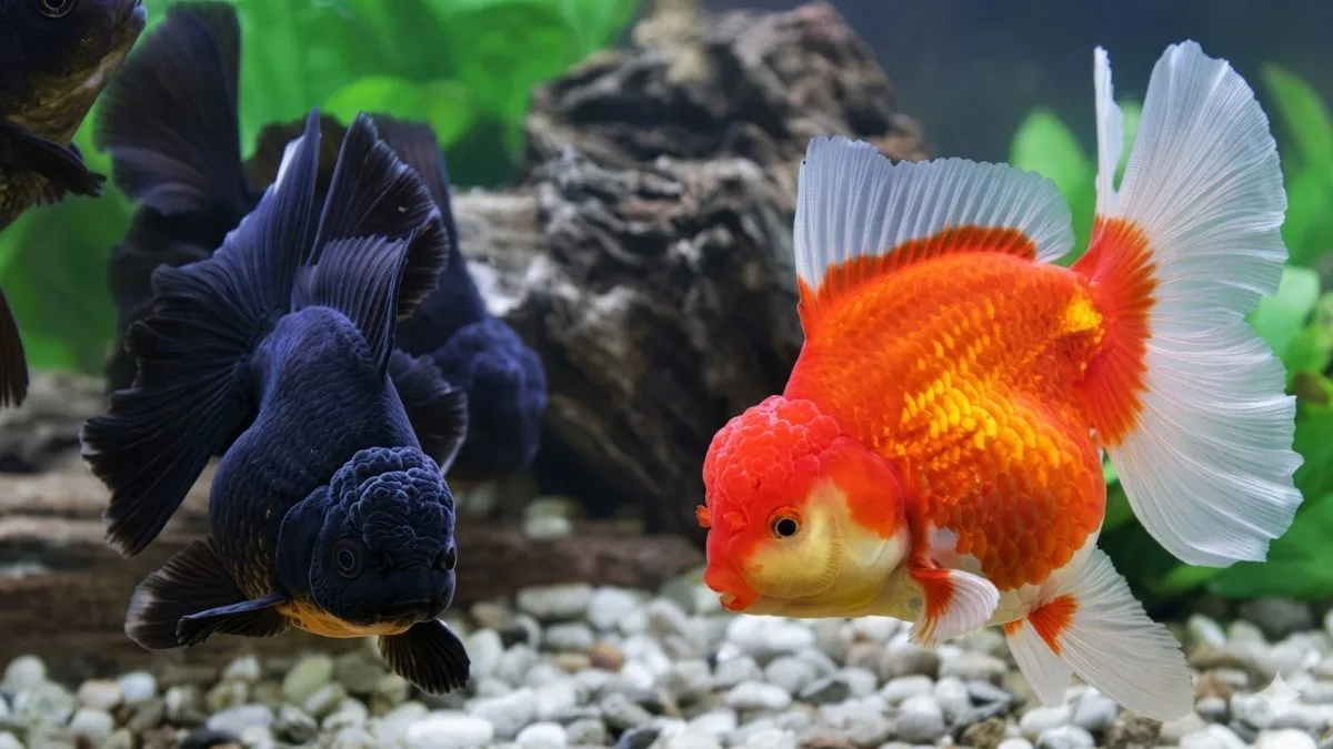 Ilustrasi ikan koki oranda black dan orange untuk artikel jual ikan koki