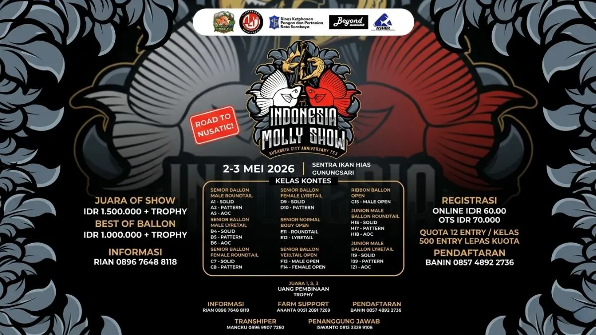 Gambar kelas lomba ikan molly