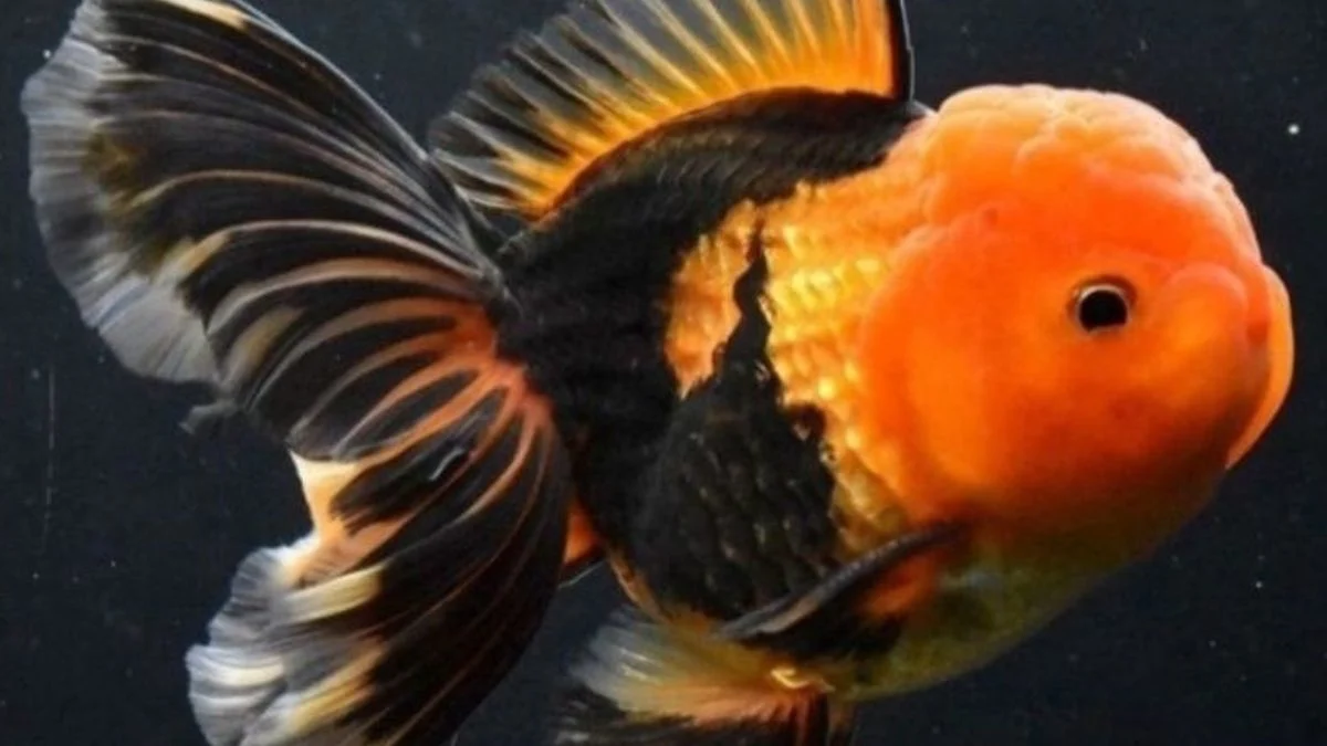 gambar-koki-oranda-black-gold Gambar koki oranda black gold