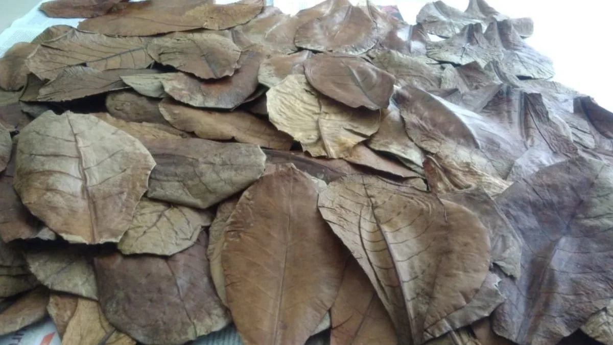 gambar-manfaat-daun-ketapang-untuk-ikan-cupang (1) Gambar daun ketapang kering yang cocok pada artikel manfaat daun ketapang untuk ikan cupang