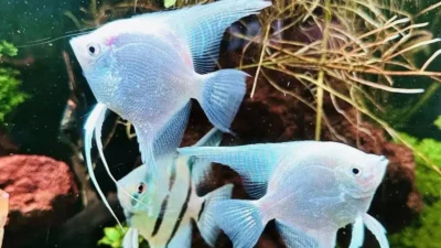Gambar ikan hias warna putih manfish platinum
