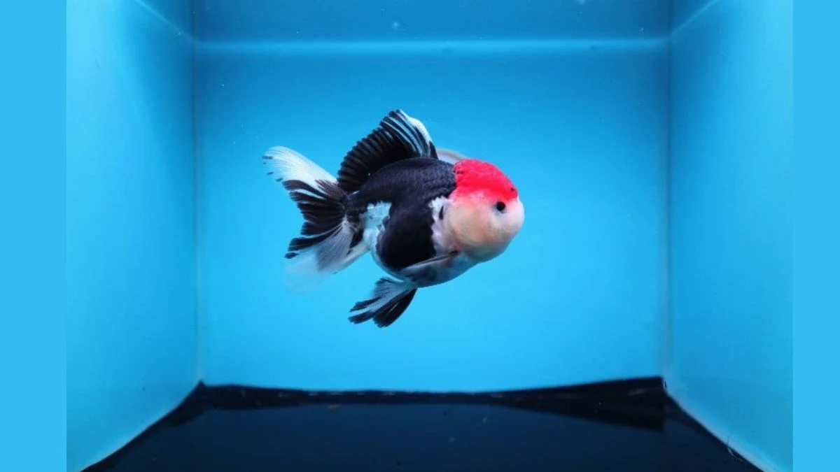Gambar ikan koki panda jumbo tricolor