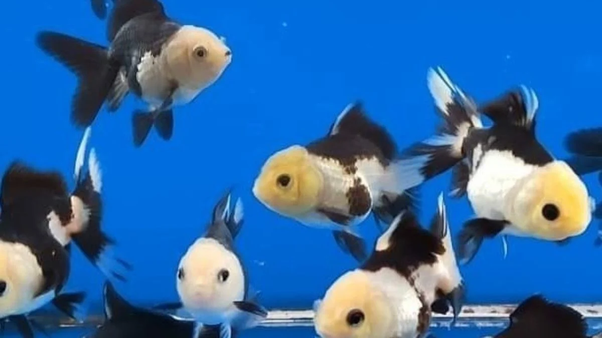 gambar-panda-oranda-tricolor (2) Gambar panda shortbody