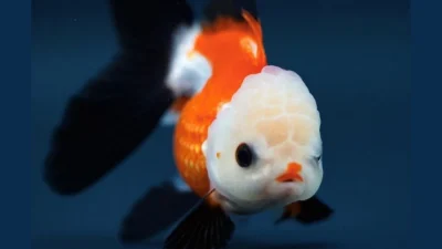 Gambar ikan koki panda tricolor