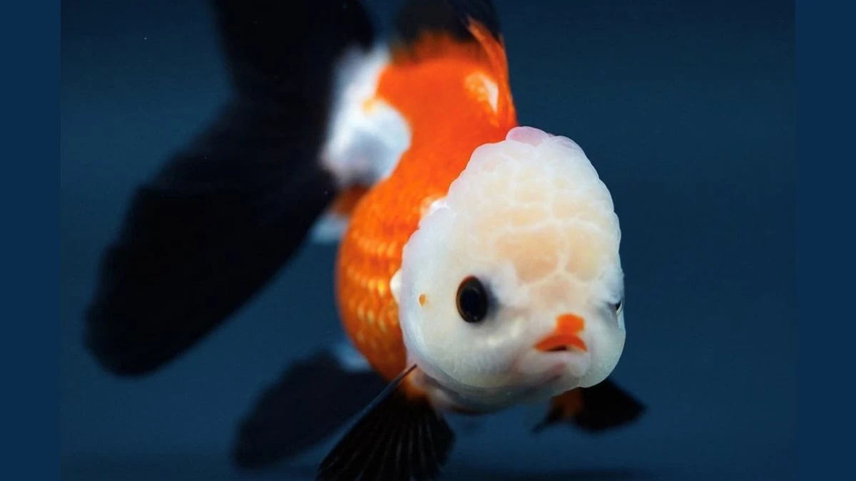 Gambar ikan koki panda tricolor