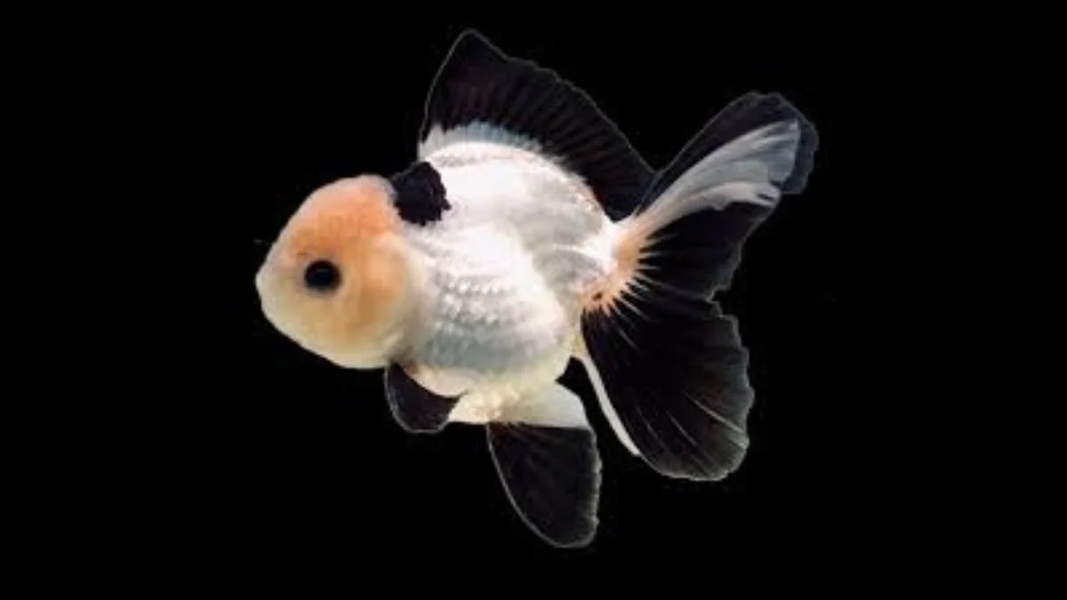 gambar-panda-oranda Gambar ikan koki panda oranda