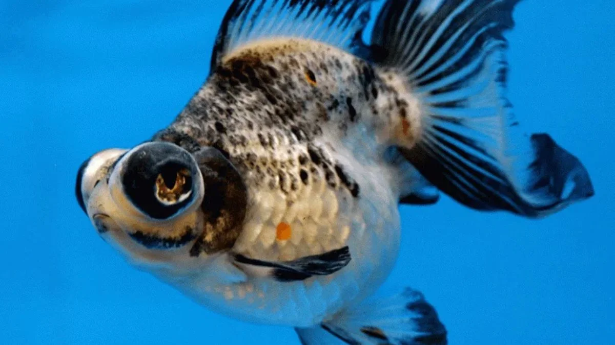 gambar-panda-teleskop Ikan koki panda teleskop