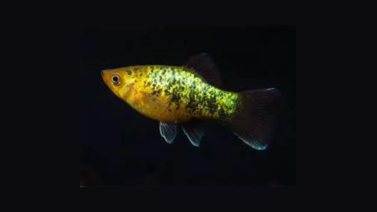 Foto ikan platy metallic yang cocok untuk untuk artikel kenapa ikan platy mati