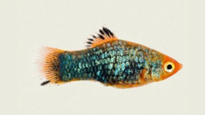 Gambar ikan platy metallc Green