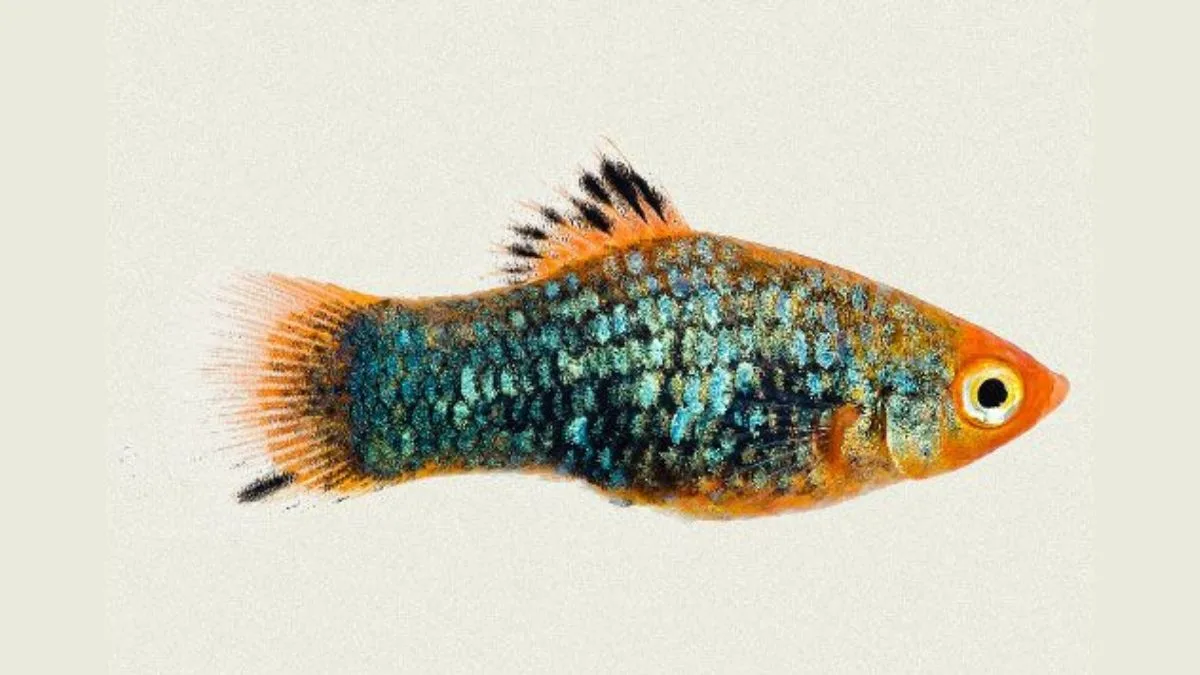 Gambar ikan platy metallc Green