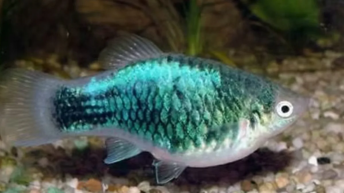 Gambar ikan platy metallic green