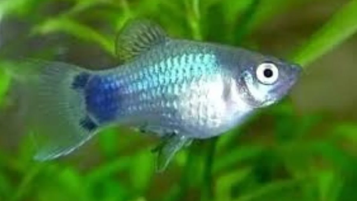 Gambar ikan platy neon blue