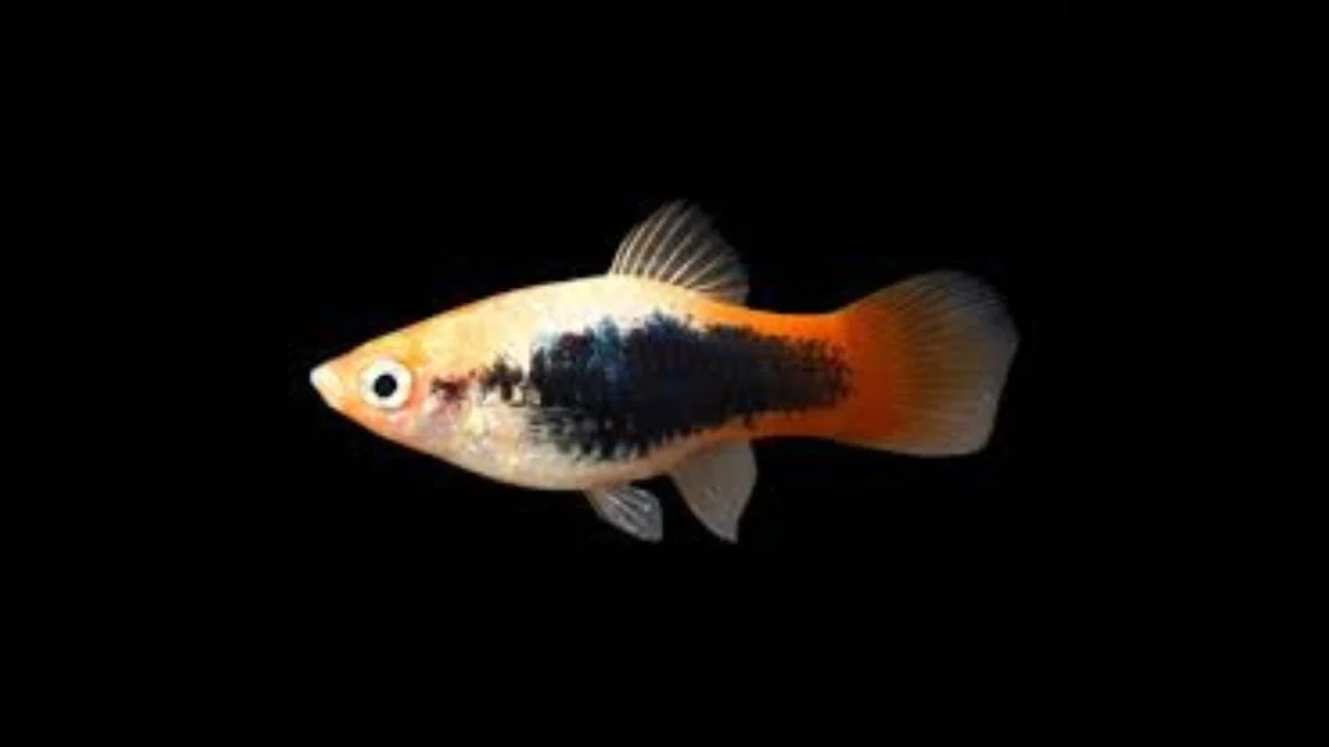 Gambar ikan platy Tuxedo