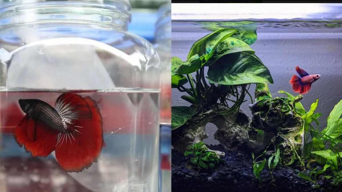 Gambar ikan cupang di wadah besarves wadah kecil untuk artikel tentang umur ikan cupang