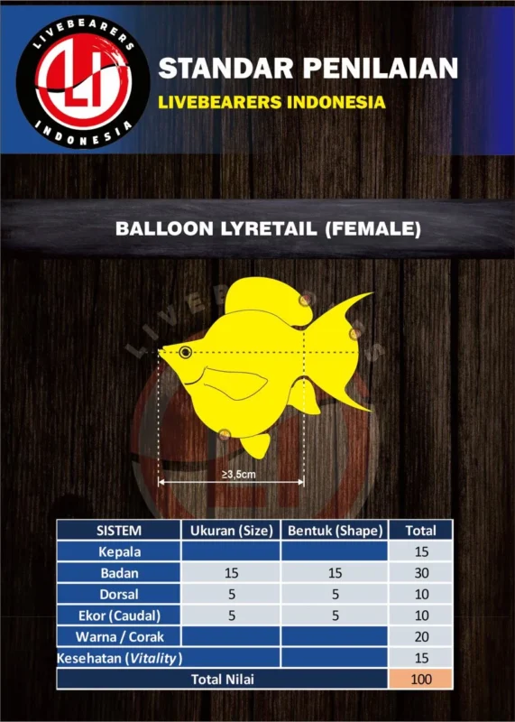 Standart penilaian ikan molly kontesFoto