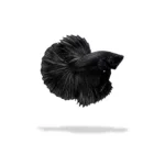 Cupang Halfmoon Super Black