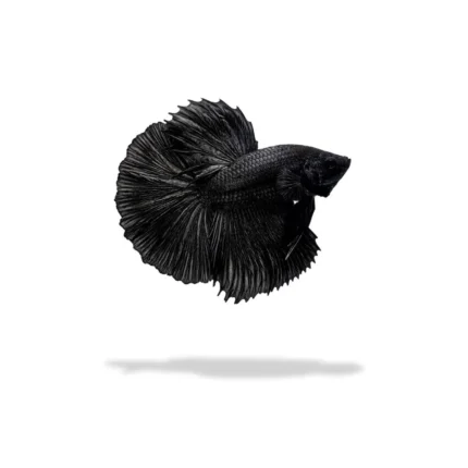 Cupang Halfmoon Super Black