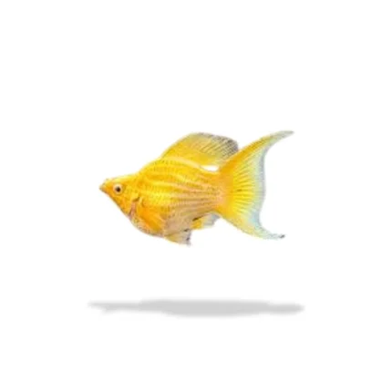 Molly Balon Lemon Head Lyretail