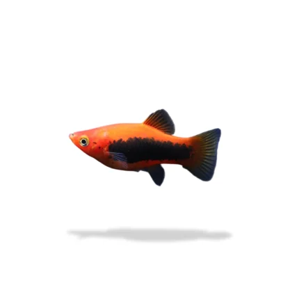 Platy tuxedo