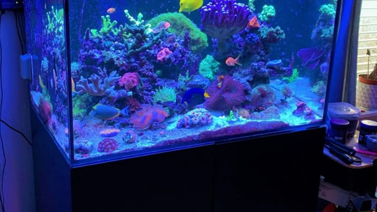 Gambar akuarium ikan hias yang bisa digabung