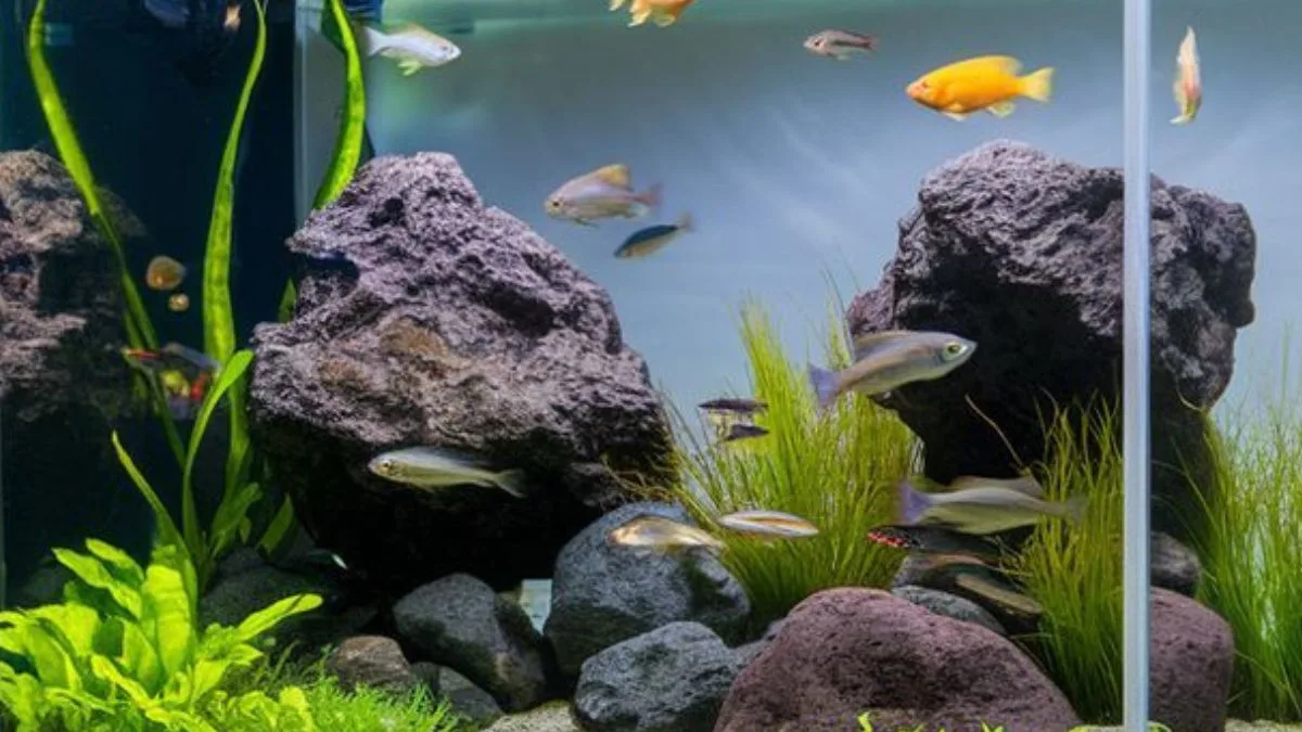 gambar-akuarium-ikan-hias-yang-bisa-digabung (4) Gambar akuarium ikan hias yang bisa digabung