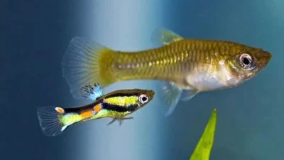 Gambar akuarium ikan hias yang bisa digabung