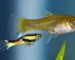 Gambar akuarium ikan hias yang bisa digabung