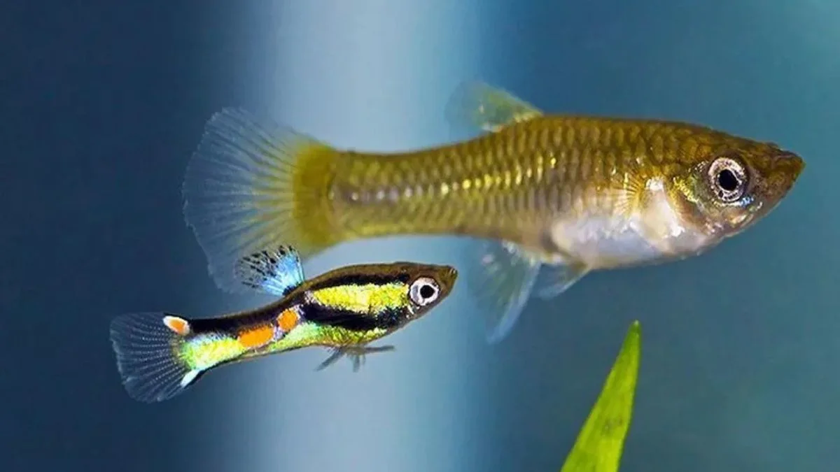 Gambar akuarium ikan hias yang bisa digabung