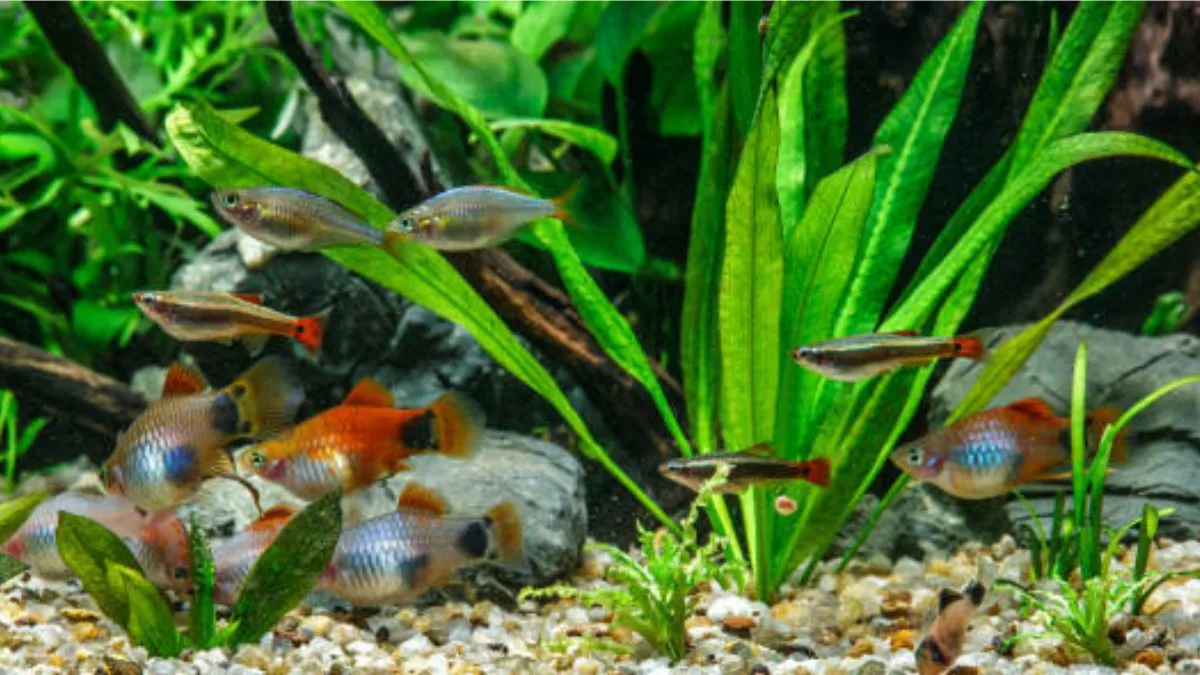 gambar-akuarium-ikan-hias-yang-bisa-digabung (6) Gambar ikan hias untuk pemula