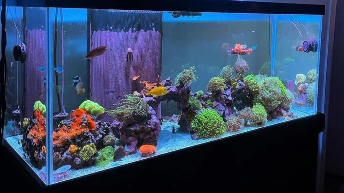 Gambar akuarium ikan hias yang bisa digabung