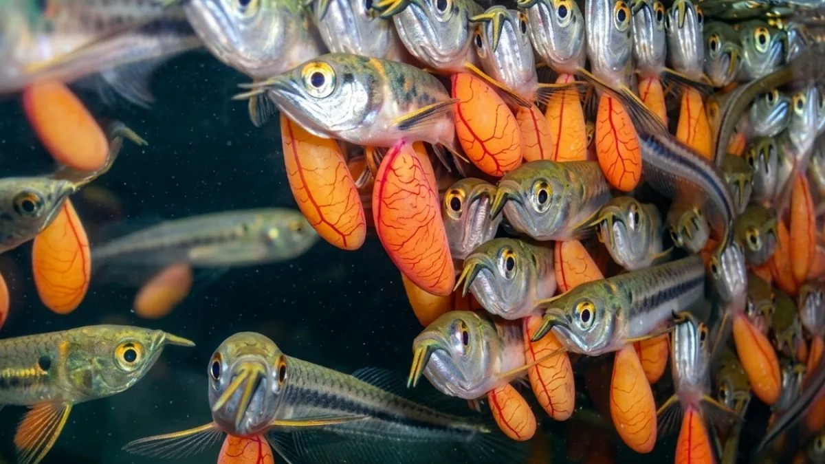 Gambar anakan ikan arwanauntuk artikel cara mengawinkan arwana