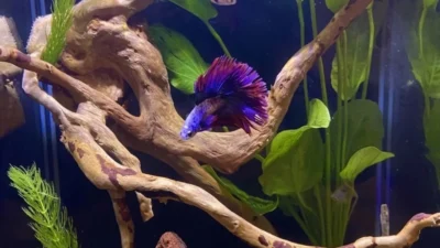 Aquascape ikan cupang
