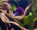 Aquascape ikan cupang