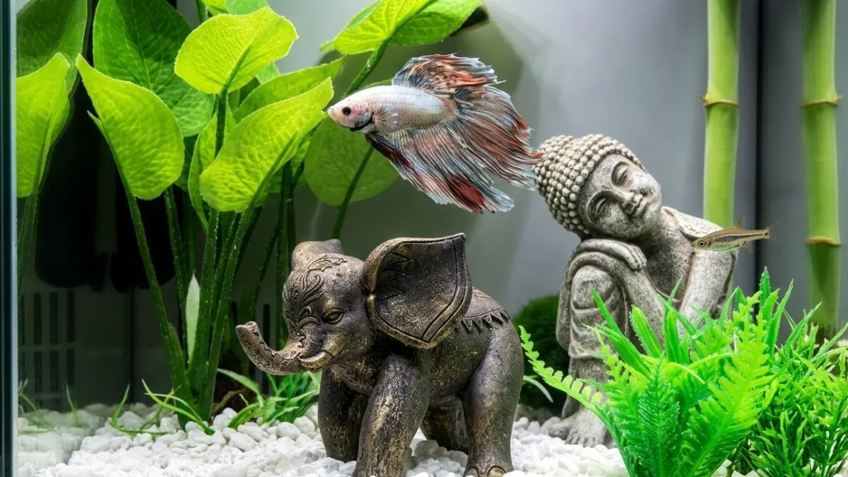 Aquascape ikan cupang