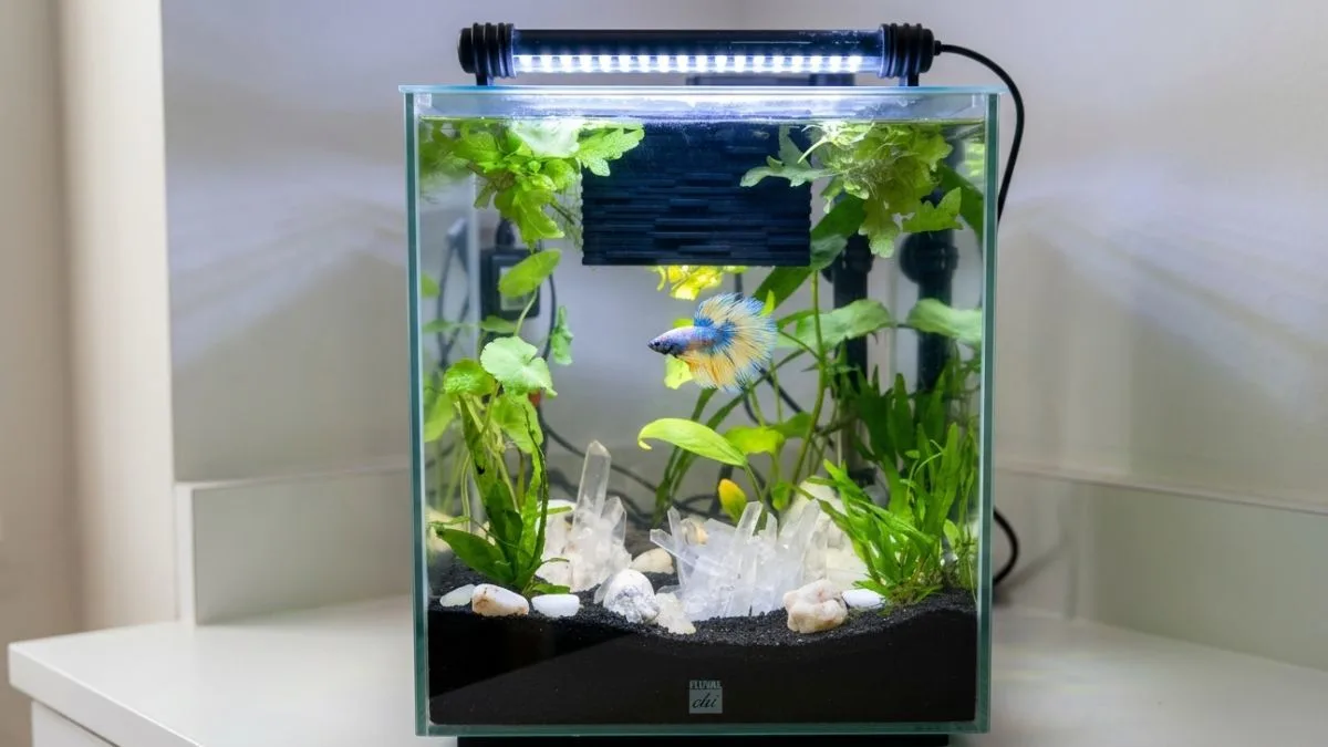 Aquascape ikan cupang