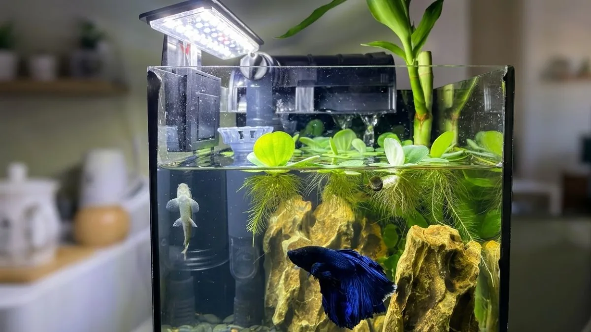gambar-aquascape-ikan-cupang (13) Aquascape ikan cupang