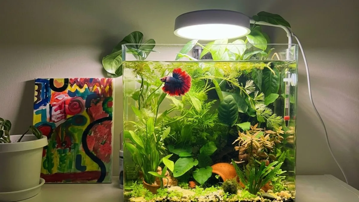 Aquascape ikan cupang