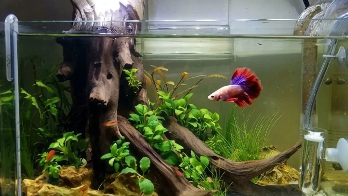 Aquascape ikan cupang