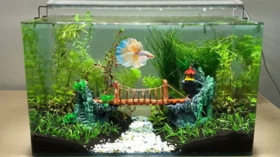 gambar aquascape ikan cupang