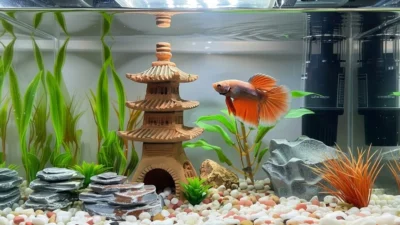 Aquascape ikan cupang