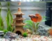Aquascape ikan cupang